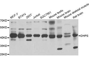 Western blot analysis of extracts of various cell lines, using DHPS antibody (ABIN5973774) at 1/1000 dilution. (DHPS Antikörper)