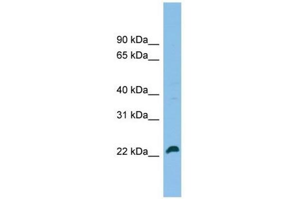 SPATA24 Antikörper  (C-Term)