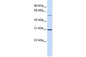 Western Blotting (WB) image for anti-NIMA related kinase 3 (NEK3) antibody (ABIN2459259) (NEK3 Antikörper)