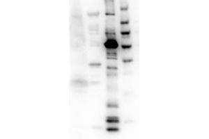 Western Blot of Rabbit Anti-Eg-5 antibody. (KIF11 Antikörper)