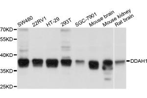 Western blot analysis of extracts of various cell lines, using DDAH1 antibody (ABIN4903456) at 1:1000 dilution. (DDAH1 Antikörper)