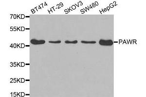 Western blot analysis of extracts of various cell lines, using PAWR antibody. (PAWR Antikörper)