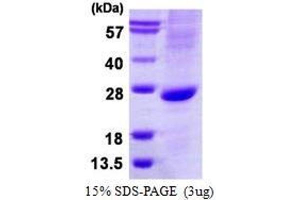 ATOH1 Protein