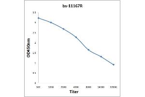 Antigen: 0. (SLC17A7 Antikörper)