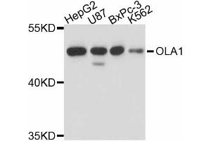 Western blot analysis of extracts of various cell lines, using OLA1 antibody (ABIN5998412) at 1/1000 dilution. (OLA1 Antikörper)