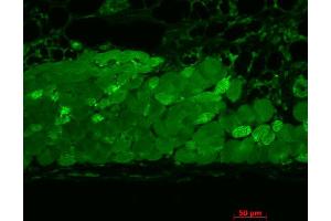 Immunohistochemistry analysis using Mouse Anti-Hsp90 Monoclonal Antibody, Clone 4F3. (HSP90 Antikörper  (Atto 488))