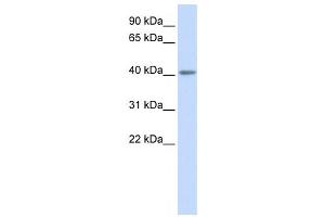 Western Blotting (WB) image for anti-Serotonin Receptor 5A (HTR5A) antibody (ABIN2460112) (Serotonin Receptor 5A Antikörper)
