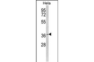 Western blot analysis of MOSC2 Antibody in Hela cell line lysates (35ug/lane) (MARC2 Antikörper  (C-Term))