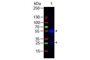Western Blotting (WB) image for Donkey anti-Goat IgG antibody (DyLight 488) - Preadsorbed (ABIN6698858)