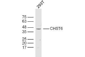 293T lysates probed with CHST6 Polyclonal Antibody, Unconjugated  at 1:300 dilution and 4˚C overnight incubation. (CHST6 Antikörper  (AA 101-200))