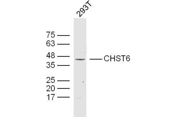 CHST6 Antikörper  (AA 101-200)