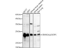 Western blot analysis of extracts of various cell lines, using CDKN1A/p21CIP1 antibody (ABIN1679159, ABIN1679158, ABIN3016472 and ABIN6219758) at 1:1000 dilution. (p21 Antikörper  (AA 1-164))