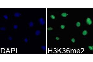 Immunofluorescence (IF) image for anti-Histone 3 (H3) (H3K36me2) antibody (ABIN1873004) (Histone 3 Antikörper  (H3K36me2))