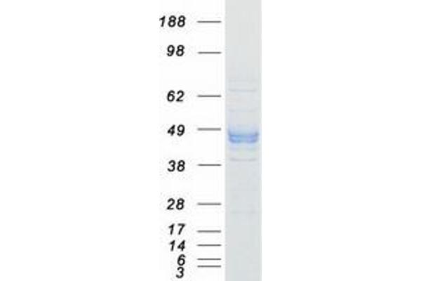 P2RX3 Protein (Myc-DYKDDDDK Tag)