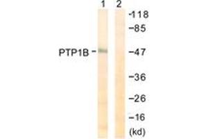 Western blot analysis of extracts from COS7 cells, treated with UV 30', using PTP1B (Ab-50) Antibody. (PTPN1 Antikörper  (AA 16-65))