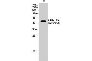 Western Blotting (WB) image for anti-Dual Specificity Phosphatase 1/4 (DUSP1/4) (pSer296), (pSer318) antibody (ABIN3179716) (MKP-1/2 Antikörper  (pSer296, pSer318))