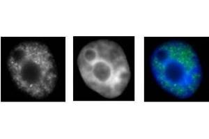 RNA pol II CTD Ser2ph / Ser5ph antibody (mAb) (Clone 1A12G10) tested by immunofluorescence. (RNA Pol II CTD Ser2ph / Ser5ph (pSer2), (pSer5) Antikörper)