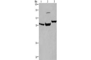 Western Blotting (WB) image for anti-Estrogen Receptor 1 (ESR1) antibody (ABIN2430023) (Estrogen Receptor alpha Antikörper)