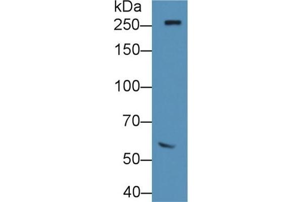 Fibronectin Antikörper  (AA 355-558)