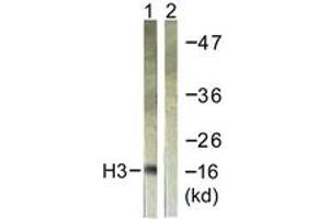 Western Blotting (WB) image for anti-Histone 3 (H3) (AA 16-65) antibody (ABIN2890740) (Histone 3 Antikörper  (AA 16-65))