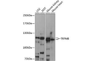 Western blot analysis of extracts of various cell lines, using TRPM8 antibody (ABIN6128838, ABIN6149590, ABIN6149592 and ABIN6216252) at 1:3000 dilution. (TRPM8 Antikörper  (AA 880-960))