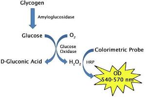 Glycogen Assay Principle (Glycogen Assay Kit (Colorimetric))