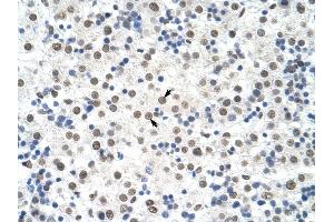 DDX19B antibody was used for immunohistochemistry at a concentration of 4-8 ug/ml to stain Hepatocytes (arrows) in Human Liver. (DDX19B Antikörper)