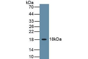 Detection of Recombinant IL3, Canine using Polyclonal Antibody to Interleukin 3 (IL3) (IL-3 Antikörper  (AA 24-143))