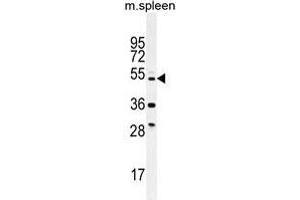 TTC23L Antibody (C-term) western blot analysis in mouse spleen tissue lysates (35 µg/lane). (TTC23L Antikörper  (C-Term))
