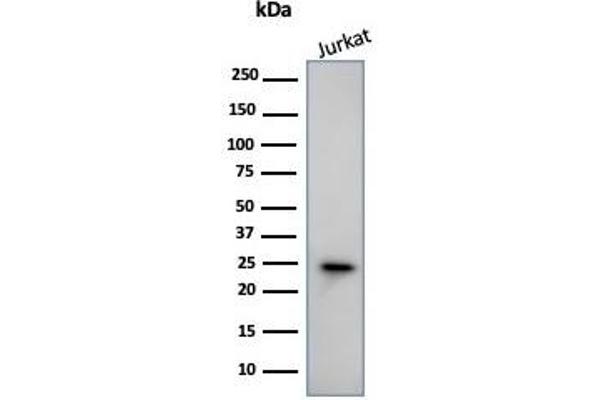 CD3 epsilon Antikörper  (Cytoplasmic Domain)