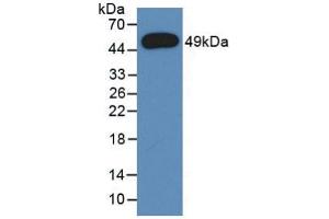 Western Blot; Sample: Recombinant a1AGP, Rat. (ORM1 Antikörper  (AA 19-186))