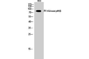 Western Blot analysis of 453 cells using PI 3-kinase p85β Polyclonal Antibody diluted at 1:500. (PIK3R2 Antikörper)