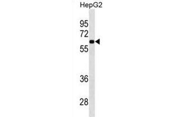 Syndecan 1 Antikörper  (C-Term)