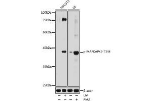 Western blot analysis of extracts of various cell lines, using Phospho-MAPKAPK-2/MK2-T334 antibody (ABIN6135260, ABIN6136144, ABIN6136145 and ABIN6225607) at 1:1000 dilution. (MAPKAP Kinase 2 Antikörper  (pThr334))
