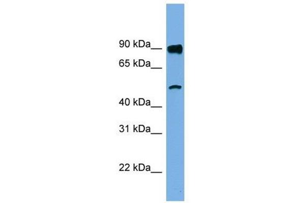 FAM160B1 Antikörper  (N-Term)