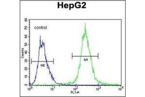 Flow cytometric analysis of HepG2 cells using PALB2 Antibody (Center) Cat. (PALB2 Antikörper  (Middle Region))