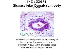 Image no. 2 for anti-Oxoglutarate (Alpha-Ketoglutarate) Receptor 1 (OXGR1) (2nd Extracellular Domain) antibody (ABIN1737720) (OXGR1 Antikörper  (2nd Extracellular Domain))