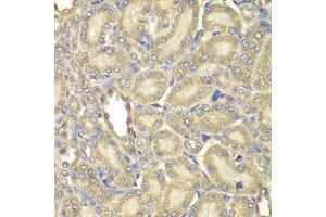 Immunohistochemistry of paraffin-embedded rat kidney using MBP antibody. (MBP Antikörper)