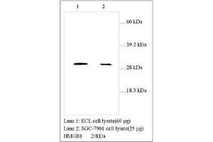 Image no. 1 for anti-High Mobility Group Box 1 (HMGB1) (Internal Region) antibody (ABIN791338) (HMGB1 Antikörper  (Internal Region))