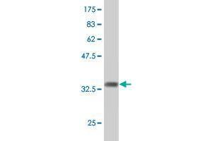 Western Blot detection against Immunogen (36. (CD57 Antikörper  (AA 235-332))