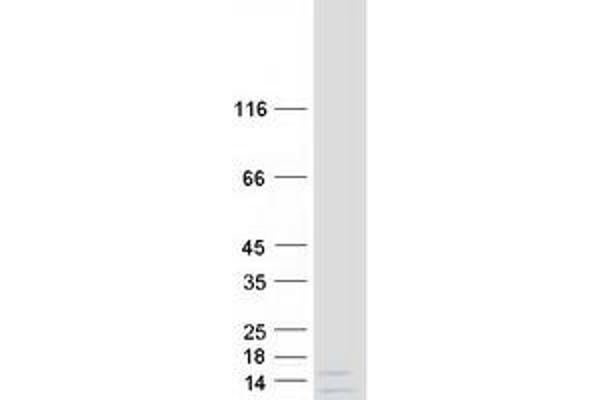 FAM229B Protein (Myc-DYKDDDDK Tag)