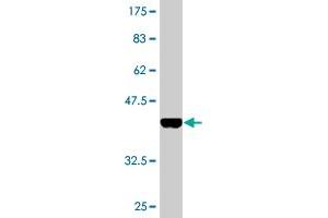 Western Blot detection against Immunogen (35. (CREB1 Antikörper  (AA 14-101))