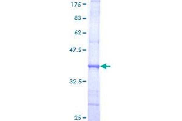 POLA1 Protein (AA 1363-1462) (GST tag)