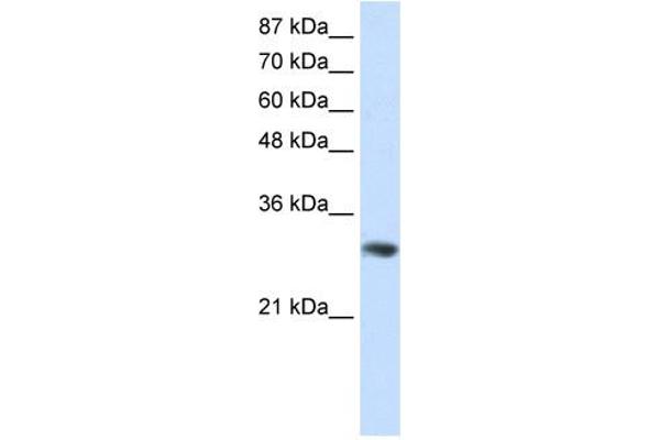 GNB2L1 Antikörper  (C-Term)