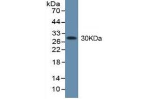 Western Blotting (WB) image for High Mobility Group Box 1 (HMGB1) ELISA Kit (ABIN6574156)