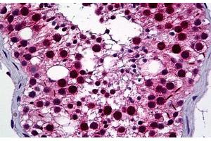 Human Testis: Formalin-Fixed, Paraffin-Embedded (FFPE) (NEK2 Antikörper  (AA 331-445))