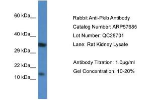 Western Blotting (WB) image for anti-Protein Kinase (CAMP-Dependent, Catalytic) Inhibitor beta (PKIB) (Middle Region) antibody (ABIN2787339) (PKIB Antikörper  (Middle Region))