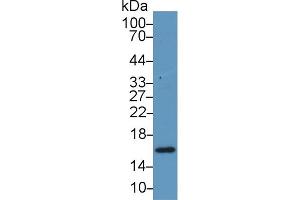 Western Blot; Sample: Porcine Liver lysate; Primary Ab: 1µg/ml Rabbit Anti-Bovine RBP5 Antibody Second Ab: 0. (Retinol Binding Protein 5 Antikörper  (AA 1-135))