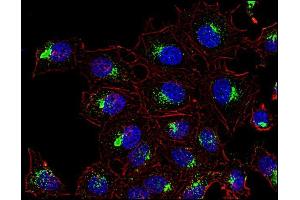 Immunofluorescence (IF) image for anti-CD63 (CD63) antibody (Biotin) (ABIN1027697)