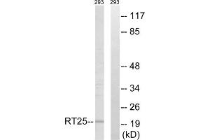 Western blot analysis of extracts from 293 cells, using MRPS25 antibody. (MRPS25 Antikörper  (C-Term))